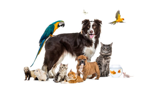tous animaux